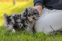 Mason, a male Poodle - Miniature  for sale in Fresno, OH – 8 of 10