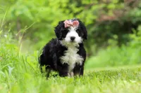 Cara, a female Miniature Bernedoodle for sale in Fresno, OH – 5 of 8