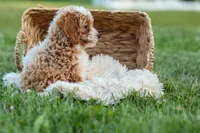 Ginger 🌸, a female Poodle - Miniature  for sale in Fresno, OH – 3 of 10