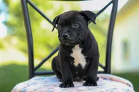 Maverick🩵, a male Staffordshire Bull Terrier for sale in Fresno, OH – 5 of 10