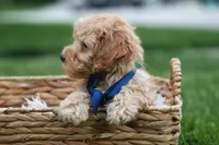 Eugene 💛🐾, a male Havapoo for sale in Fresno, OH – 4 of 10