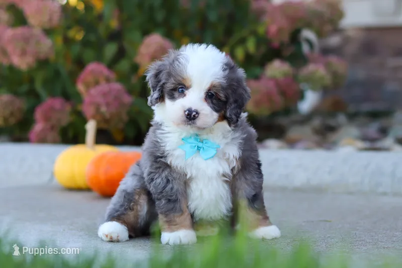 Coven, a male Miniature Bernedoodle for sale in Fresno, OH – 1 of 8