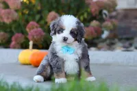Coven, a male Miniature Bernedoodle for sale in Fresno, OH – 1 of 8