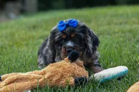 Dakota 🐶💙, a male Cocker Spaniel for sale in Fresno, OH – 2 of 8