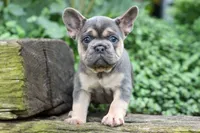 Finley 🐶, a female French Bulldog for sale in Fresno, OH – 2 of 9
