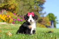 Bena, a female Miniature Bernedoodle for sale in Fresno, OH – 7 of 9