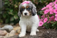   Paisley 💗, a female Cavapoo for sale in Fresno, OH – 9 of 10