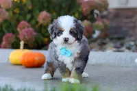 Coven, a male Miniature Bernedoodle for sale in Fresno, OH – 5 of 8