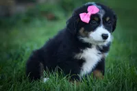 Layla🎀 , a female Miniature Aussiedoodle for sale in Fresno, OH – 7 of 10