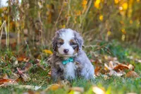 Shadow, a male Miniature Bernedoodle for sale in Fresno, OH – 7 of 7