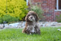 Trixie, a female Newfypoo for sale in Fresno, OH – 2 of 6