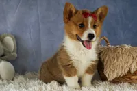 Legend, a male Pembroke Welsh Corgi for sale in Fresno, OH – 2 of 10