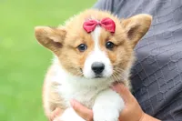 Legend, a male Pembroke Welsh Corgi for sale in Fresno, OH – 8 of 10