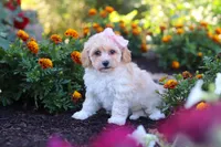Nicole, a female Havapoo for sale in Fresno, OH – 4 of 7