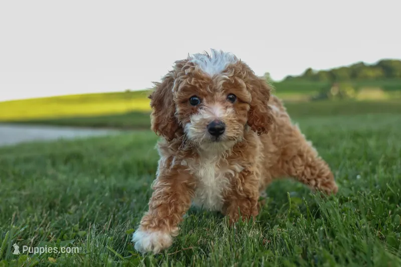 Ginger 🌸 – Poodle - Miniature  puppy for sale in Fresno, OH