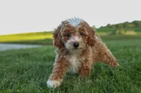 Ginger 🌸, a female Poodle - Miniature  for sale in Fresno, OH – 1 of 10
