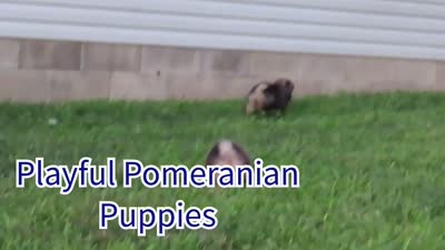 Peanut 🩵🐾, a male Pomeranian for sale in Fresno, OH – 10 of 10