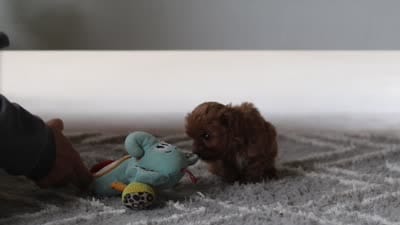 Lilac, a female Cavapoo for sale in Fresno, OH – 9 of 9