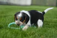 Cruz, a male Beagle for sale in Fresno, OH – 7 of 9