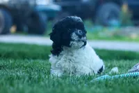 Gracie 🩷🐶, a female Cavapoo for sale in Fresno, OH – 4 of 10
