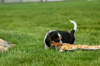Charlie 🐶✨, a male Beagle for sale in Fresno, OH – 8 of 10