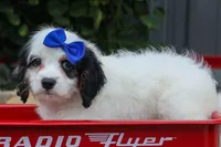 Parker, a male Cavapoo for sale in Fresno, OH – 9 of 10