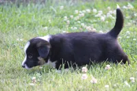 Jude🐶, a male Australian Shepherd and Pembroke Welsh Corgi for sale in Fresno, OH – 6 of 6