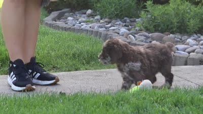 Trixie, a female Newfypoo for sale in Fresno, OH – 6 of 6