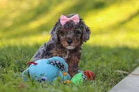 Lexi, a female Poodle - Miniature  for sale in Fresno, OH – 9 of 10