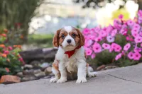 Luca, a male Cavalier King Charles Spaniel for sale in Fresno, OH – 4 of 6