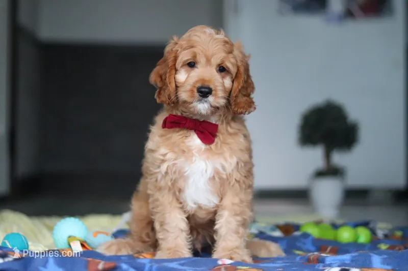 Clyde – Cavapoo puppy for sale in Fresno, OH