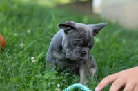 🐾 Mickey, a male French Bulldog for sale in Fresno, OH – 6 of 8