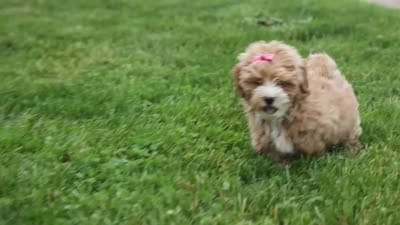 Enzo 🐶, a male Havapoo for sale in Fresno, OH – 10 of 10
