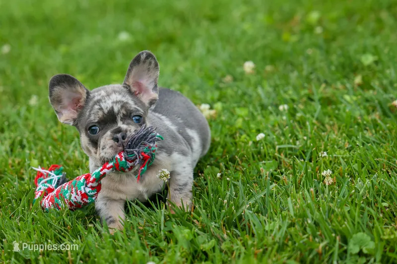 Knox 💙 – French Bulldog puppy for sale in Fresno, OH