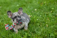 Knox 💙, a male French Bulldog for sale in Fresno, OH – 1 of 10