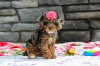 Lexi, a female Poodle - Miniature  for sale in Fresno, OH – 5 of 8