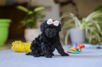 Sienna, a female Poodle - Miniature  for sale in Fresno, OH – 3 of 6