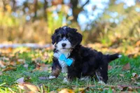 Bones, a male Miniature Bernedoodle for sale in Fresno, OH – 3 of 7