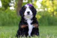 Ophelia, a female Miniature Bernedoodle for sale in Fresno, OH – 4 of 6
