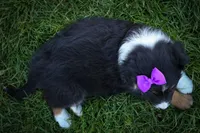  Larson 🐶, a female Miniature Aussiedoodle for sale in Fresno, OH – 9 of 9