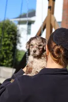 Roscoe, a male Newfypoo for sale in Fresno, OH – 5 of 8
