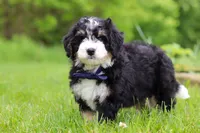 Slinky, a male Miniature Bernedoodle for sale in Fresno, OH – 2 of 8