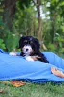 Jannet, a female Miniature Bernedoodle for sale in Fresno, OH – 2 of 6