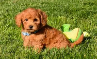 Kody 🐶💖, a male Bichpoo for sale in Fresno, OH – 2 of 10