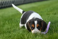 Copper 🐶, a male Beagle for sale in Fresno, OH – 6 of 10