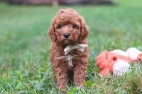Jordan, a male Cavapoo for sale in Fresno, OH – 4 of 8
