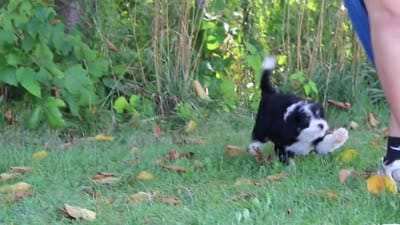 Missy, a female Miniature Bernedoodle for sale in Fresno, OH – 5 of 5