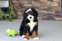 Millie, a female Miniature Bernedoodle for sale in Fresno, OH – 5 of 7