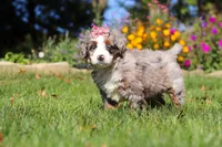 Molly, a female Miniature Bernedoodle for sale in Fresno, OH – 2 of 7