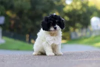 Rubble, a male Cavapoo for sale in Fresno, OH – 2 of 7